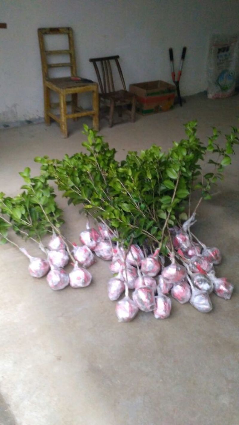 茶花苗山茶花山茶苗茶花树苗自产自销批发价