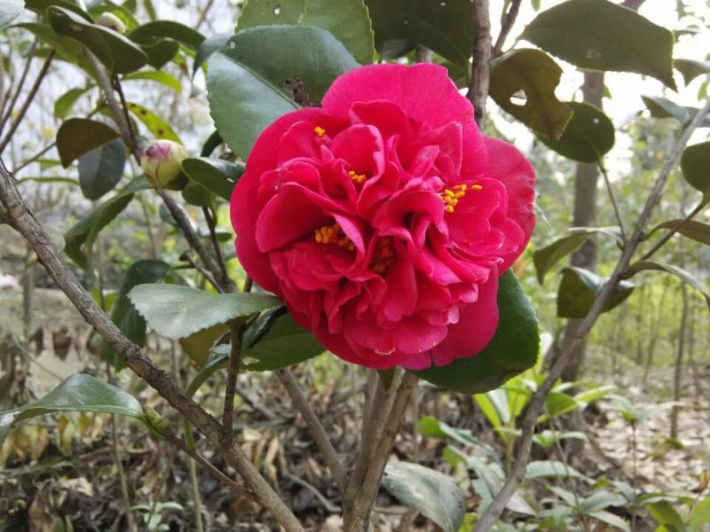 茶花苗山茶花山茶苗茶花树苗自产自销批发价
