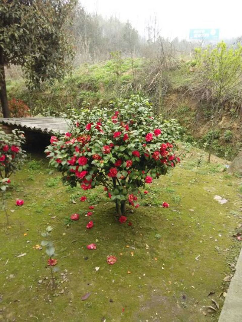 茶花苗山茶花山茶苗茶花树苗自产自销批发价