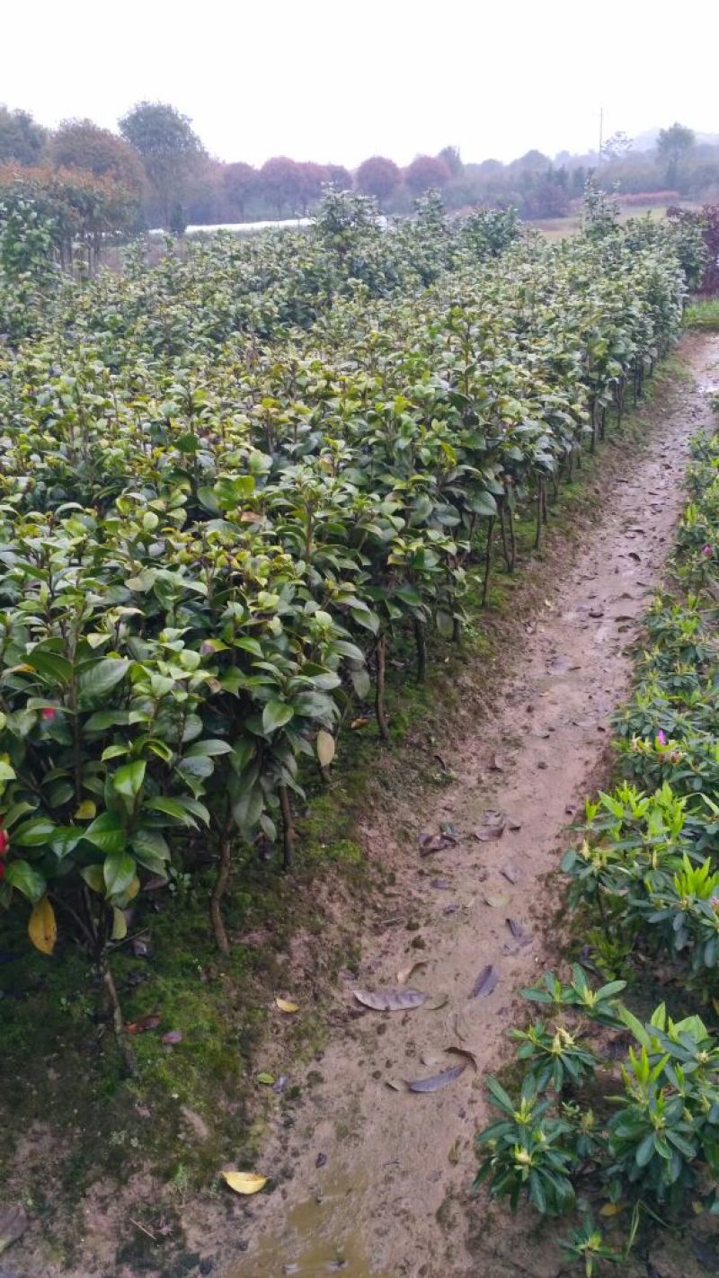 茶花苗山茶花山茶苗茶花树苗自产自销批发价