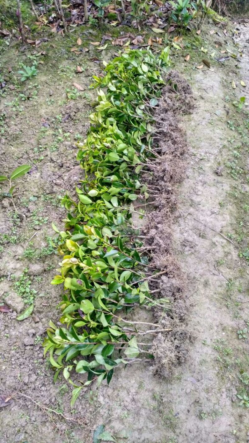 茶花苗山茶花山茶苗茶花树苗自产自销批发价