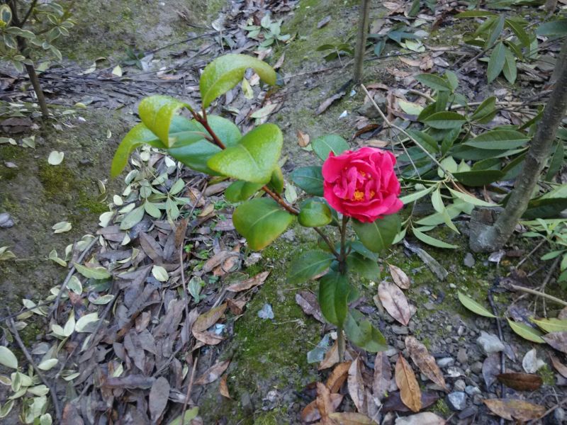 茶花苗茶花树苗山茶花自产自销批发价