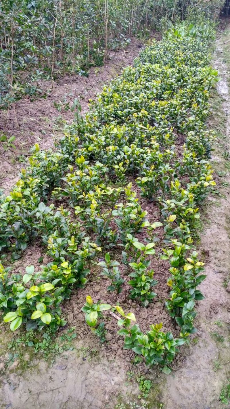 茶花苗山茶花山茶苗茶花树苗自产自销批发价