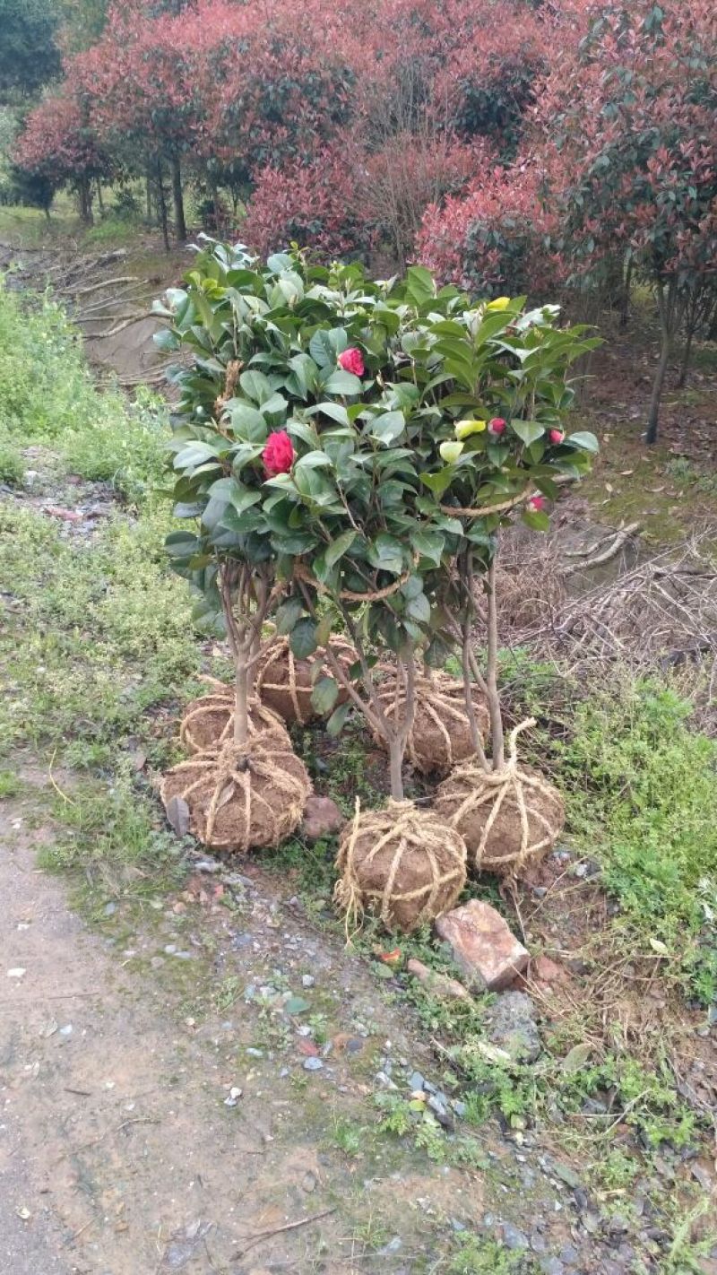 茶花苗山茶花山茶苗茶花树苗自产自销批发价