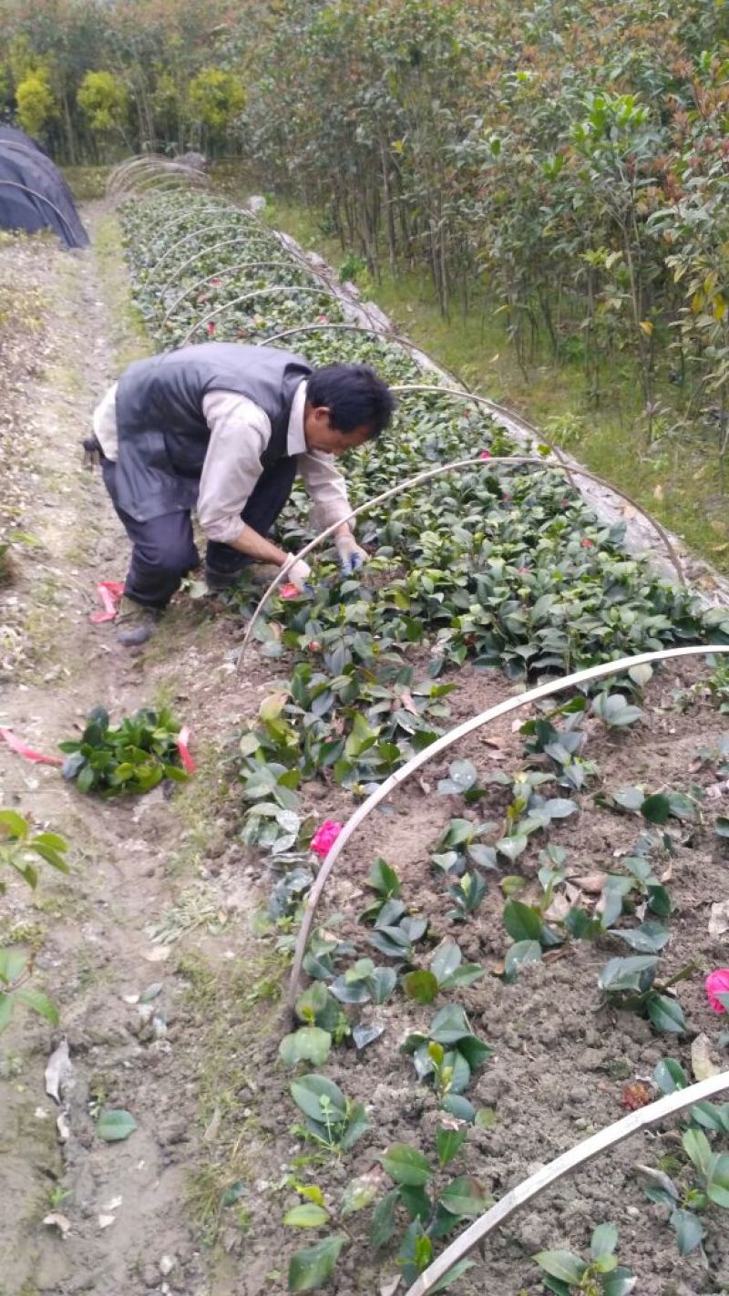 茶花苗山茶花山茶苗茶花树苗自产自销批发价