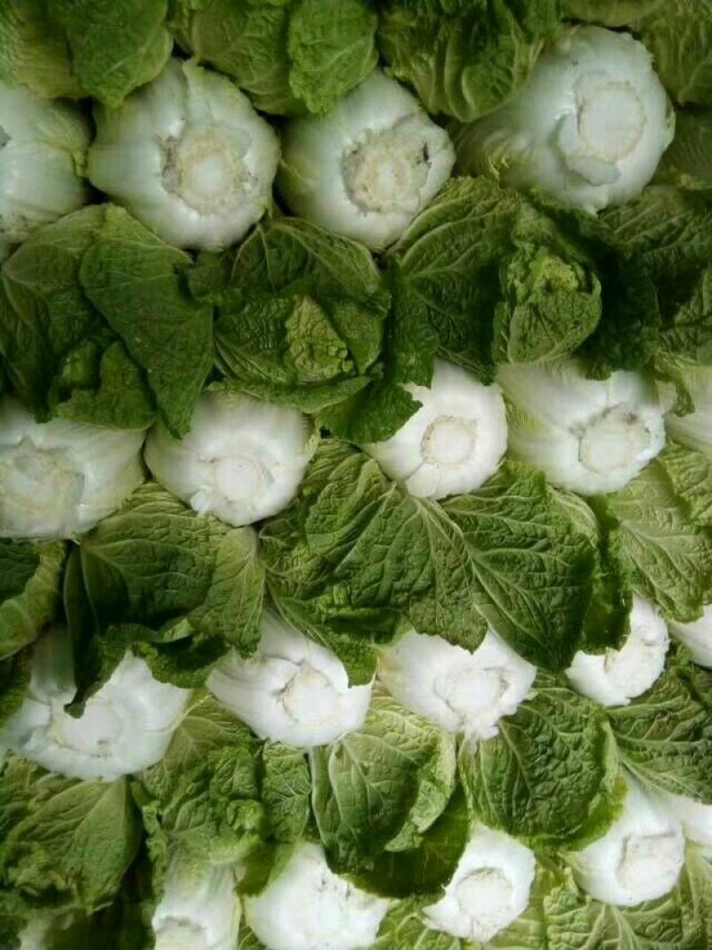 河北定州大量供应黄心白菜