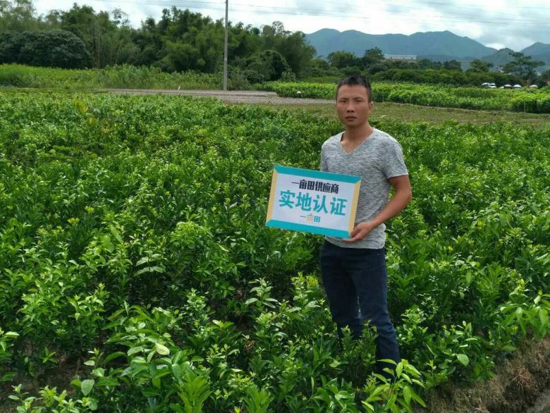 桂圆苗优良桂圆嫁接树苗，储良，石夹，四季龙眼