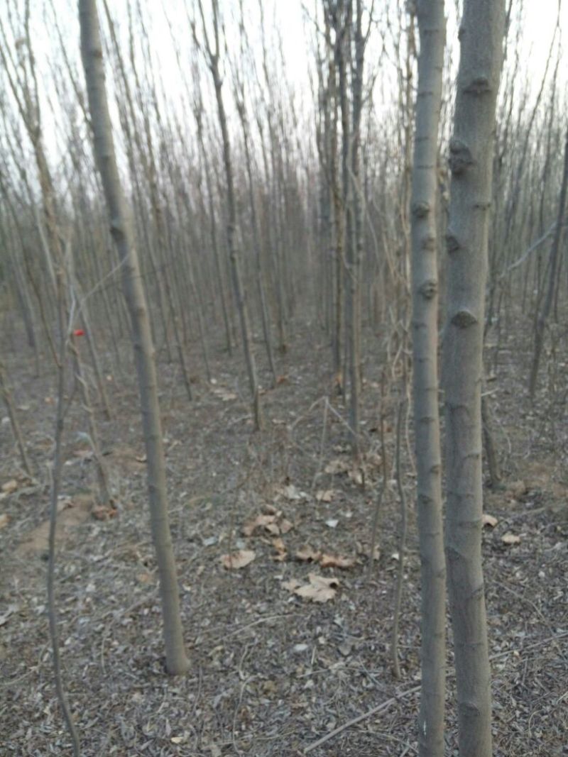 香花槐树苗基地直供10cm以下