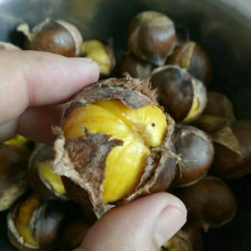 山东油栗库存