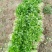 大叶香菜25~30厘米以上