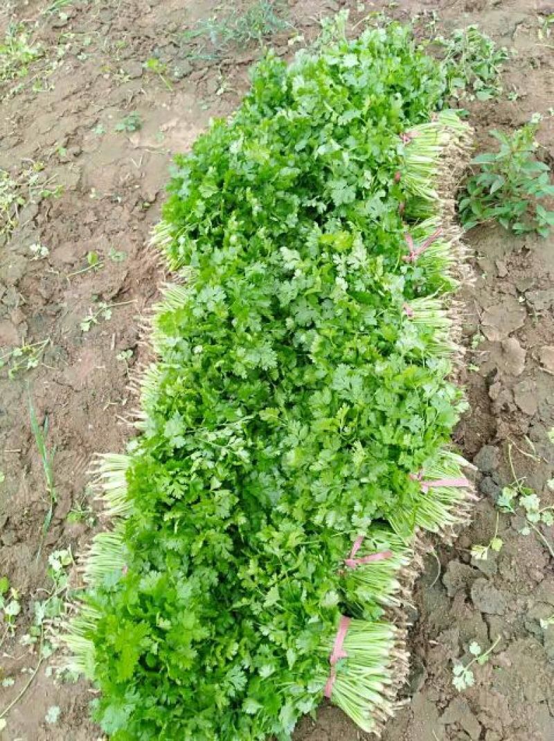 大叶香菜25~30厘米以上