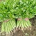 大叶香菜25~30厘米以上
