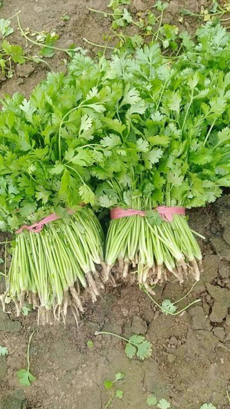 大叶香菜25~30厘米以上