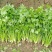 大叶香菜25~30厘米以上
