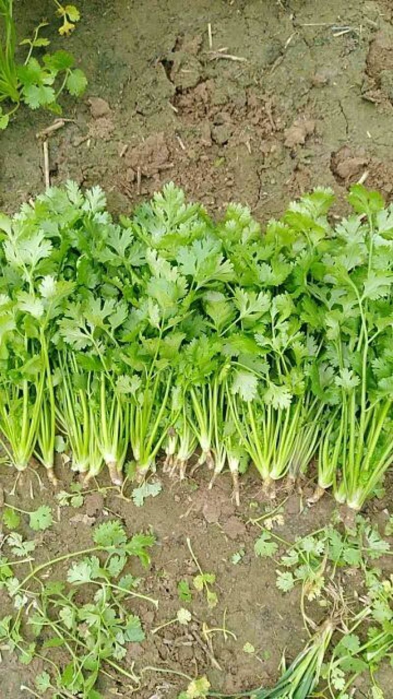 大叶香菜25~30厘米以上