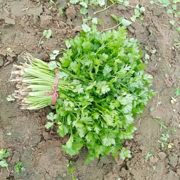 大叶香菜25~30厘米以上
