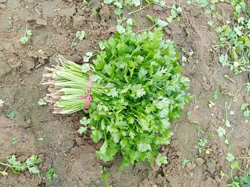 大叶香菜25~30厘米以上