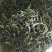 普洱茶特级