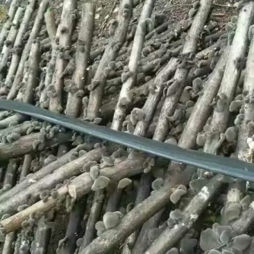 黑山秋耳一级