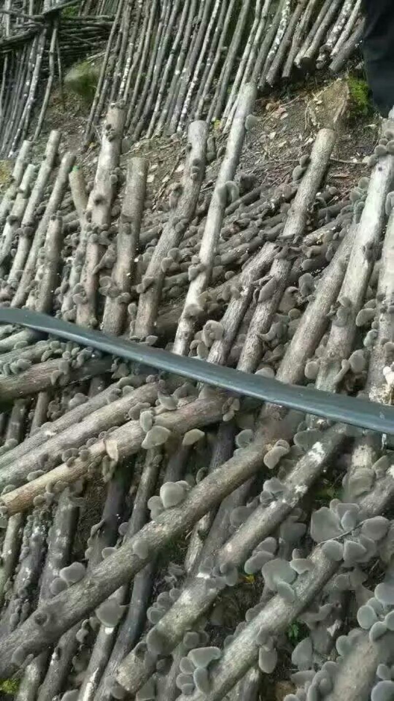 黑山秋耳一级