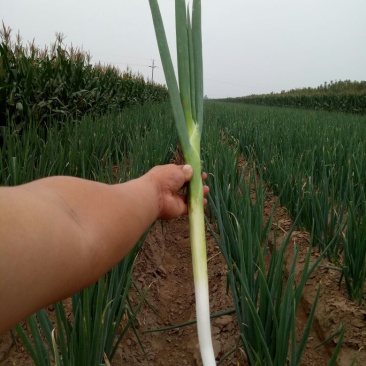 铁杆大葱25~30cm毛葱3cm左右