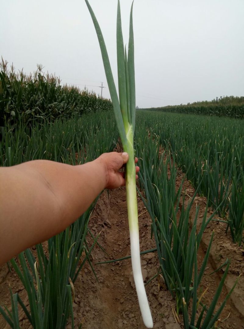 铁杆大葱25~30cm毛葱3cm左右