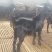 黑山羊30~50斤/头