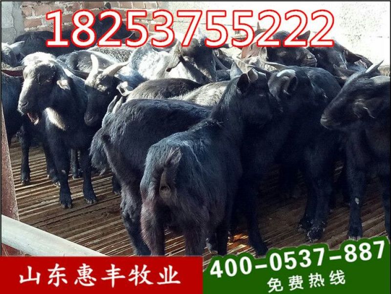 黑山羊30~50斤/头