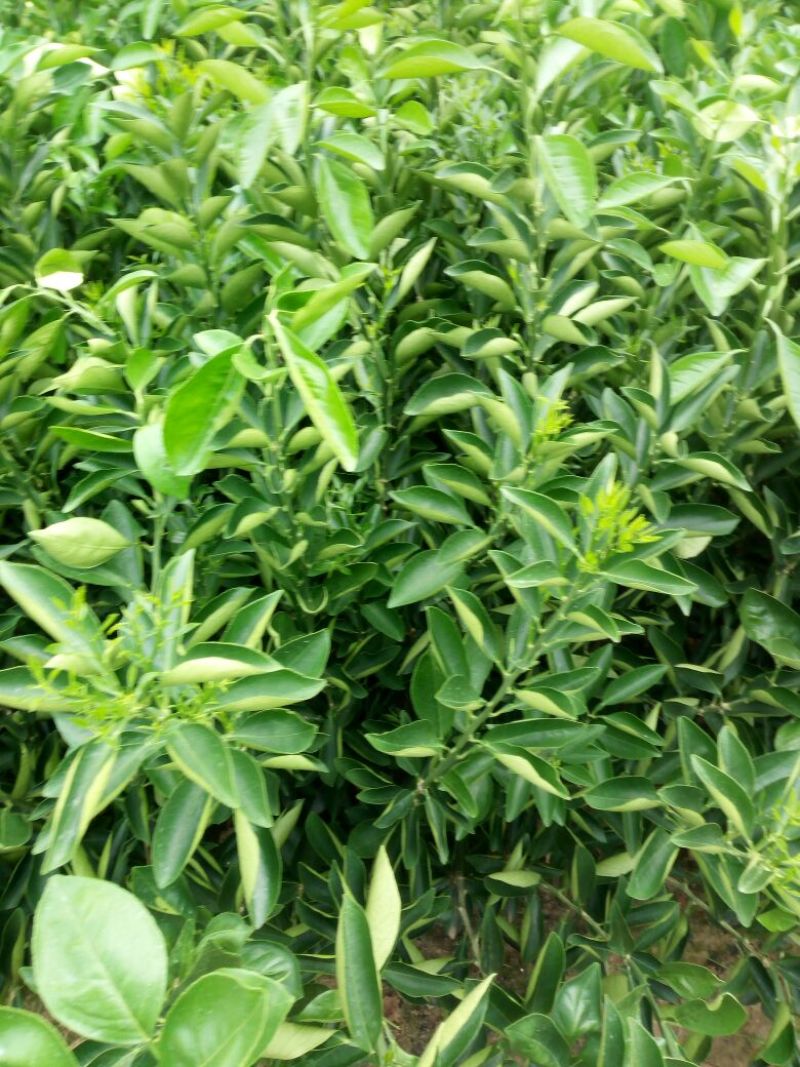 纽荷尔脐橙苗30~50cm