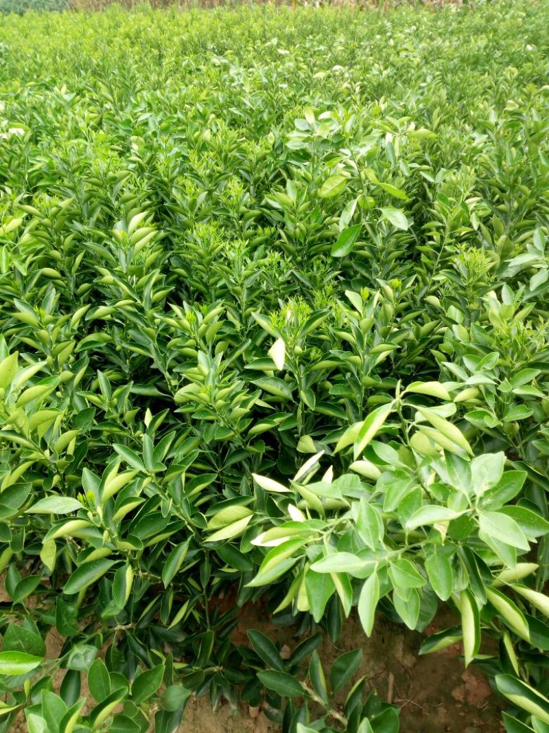 纽荷尔脐橙苗30~50cm