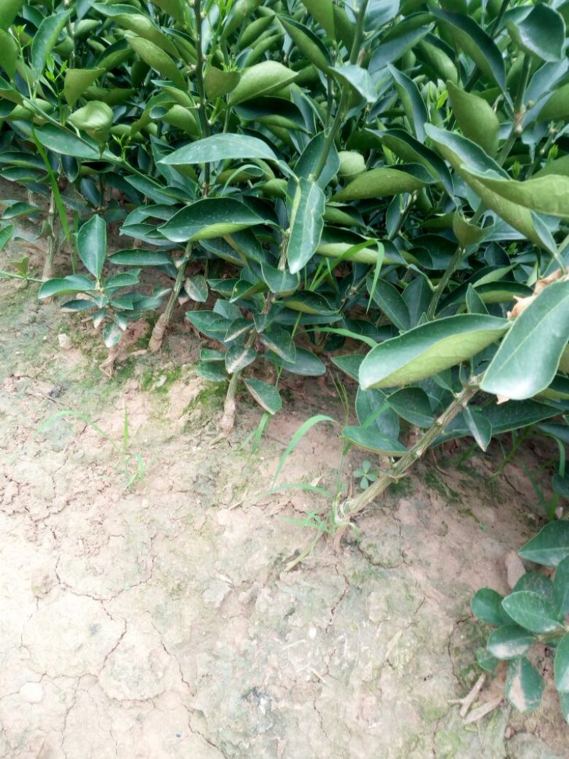 纽荷尔脐橙苗30~50cm