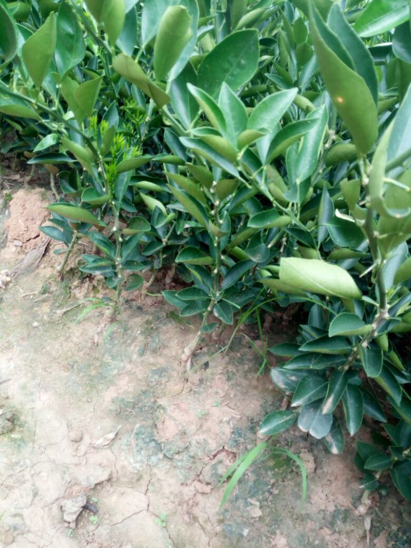纽荷尔脐橙苗30~50cm
