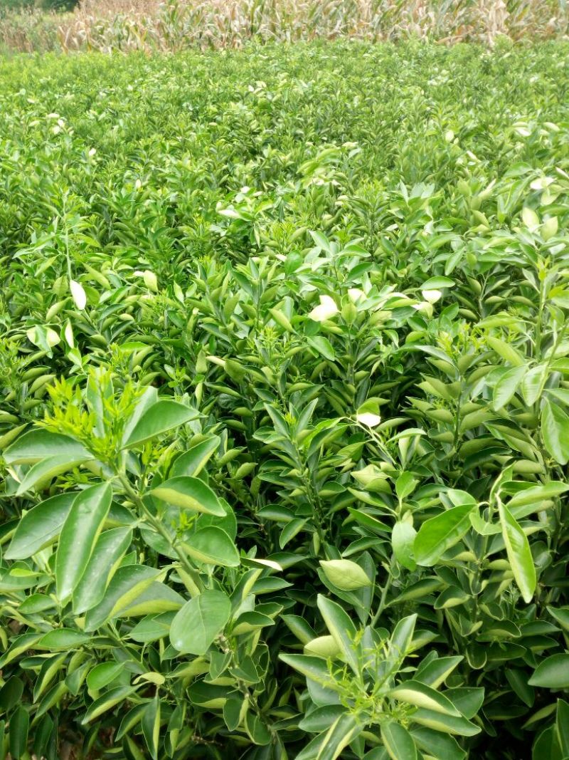 纽荷尔脐橙苗30~50cm