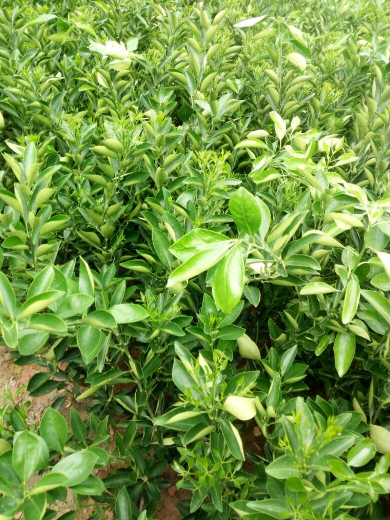 纽荷尔脐橙苗30~50cm