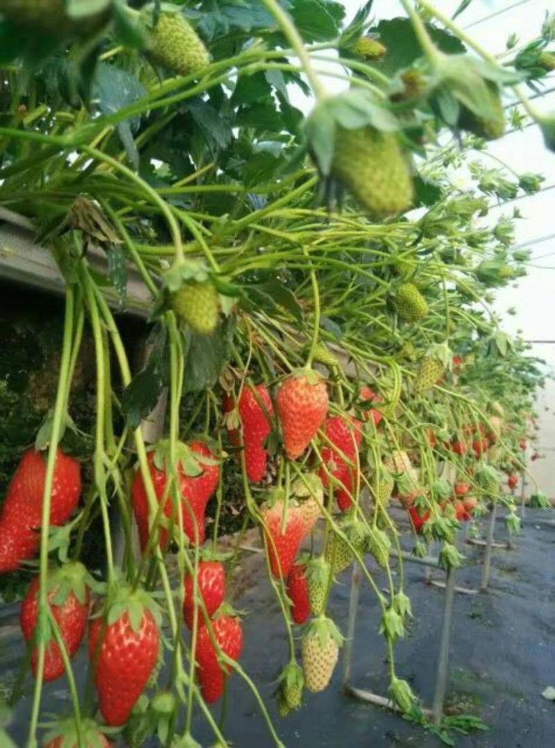 草莓苗10~20cm，各种品种，诚信为本。