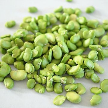 蚕豆蚕豆米