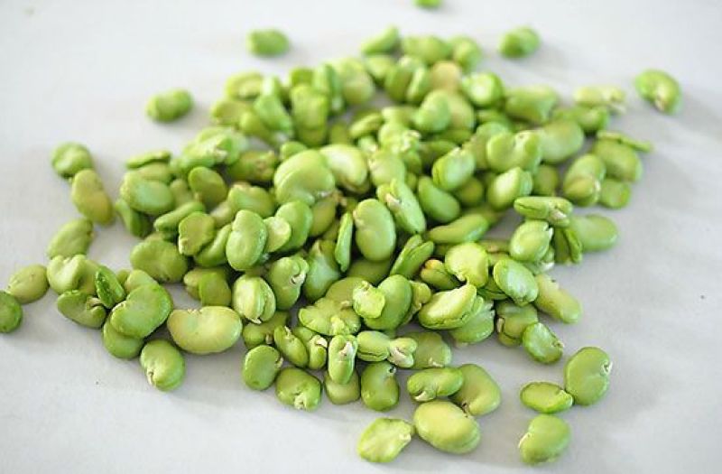 蚕豆蚕豆米