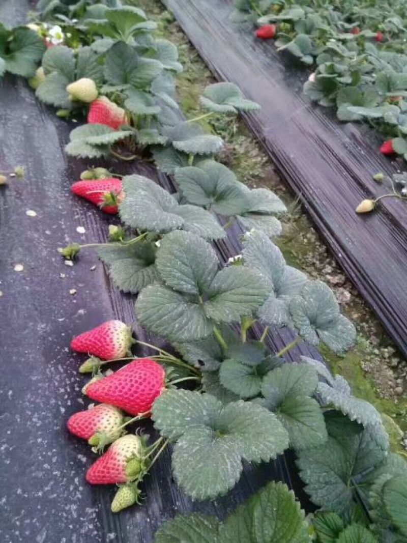 大量批发草莓苗大棚种植草莓苗草莓生产苗穴盘苗
