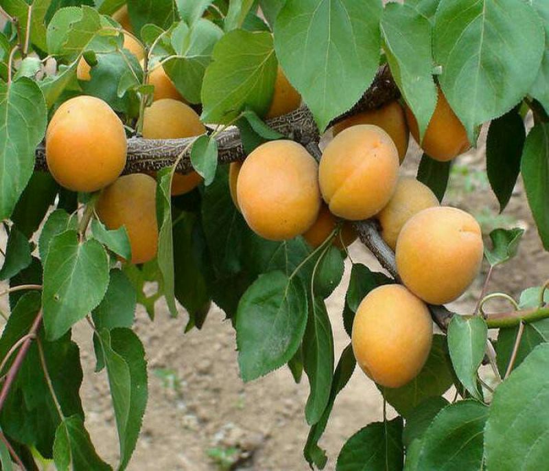 珍珠油杏树苗80cm以上，保证品种，现刨现发