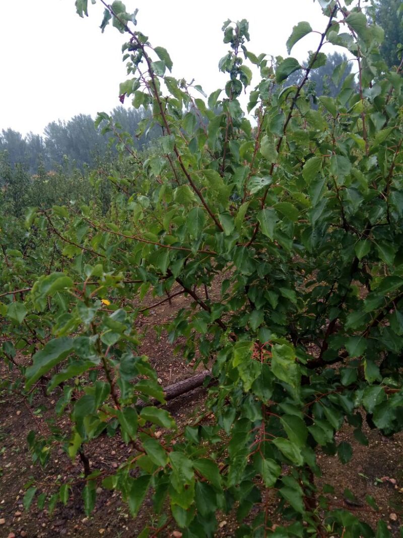 珍珠油杏树苗80cm以上，保证品种，现刨现发