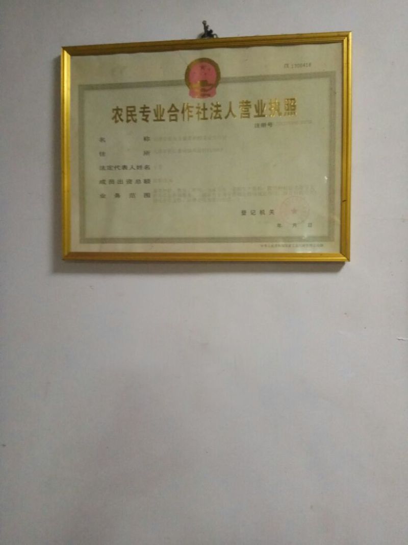 红薯，2两以下，商品薯，红心烤红薯型。