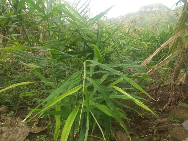 山姜鲜货