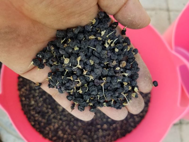 黑枸杞头茬干货