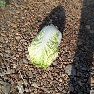 辽宁凌海黄心大白菜4~6斤净菜
