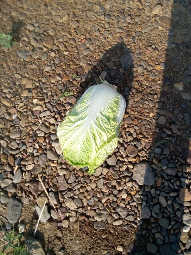 辽宁凌海黄心大白菜4~6斤净菜