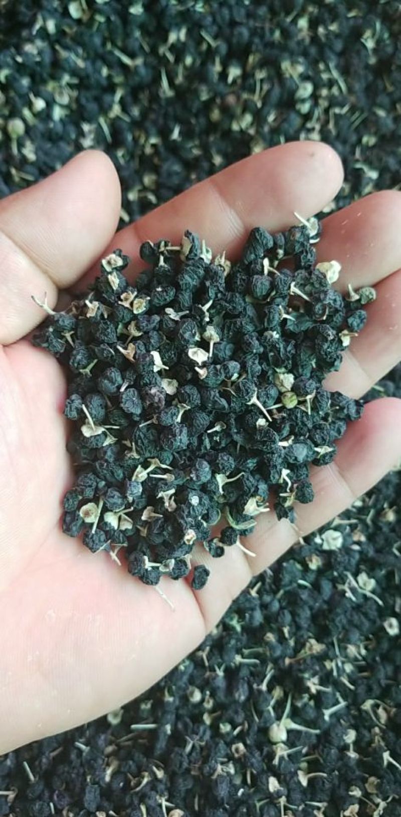 黑枸杞头茬干货