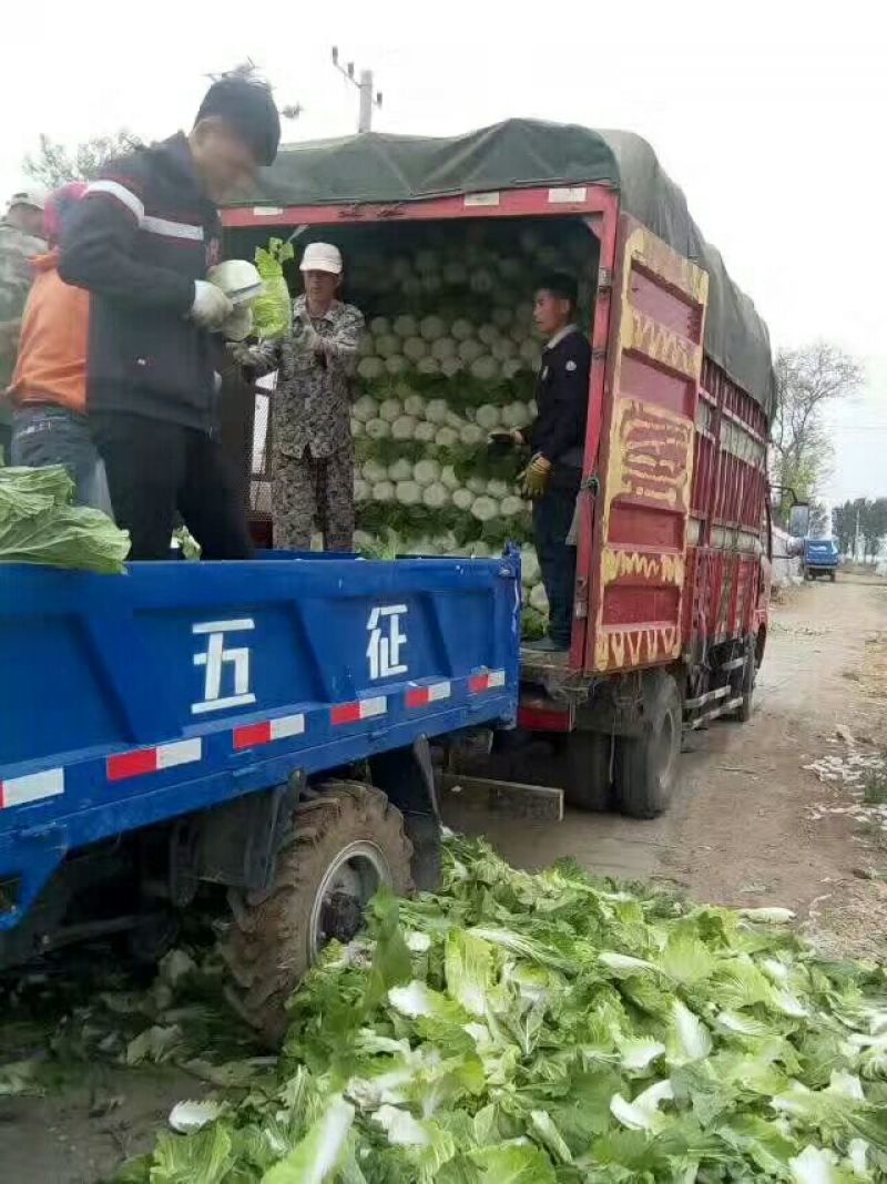 黄心菜白菜4~6斤净菜