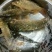 鲤鱼0.5~1公斤食用