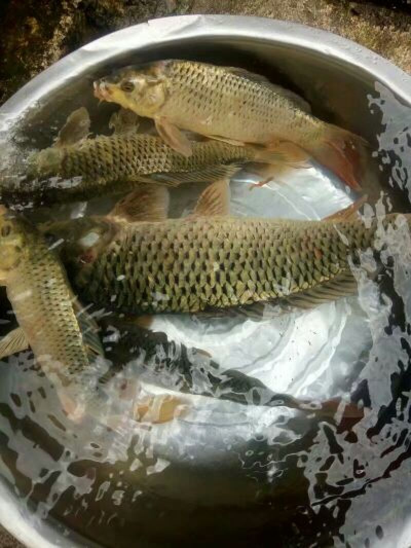 鲤鱼0.5~1公斤食用