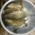 鲤鱼0.5~1公斤食用
